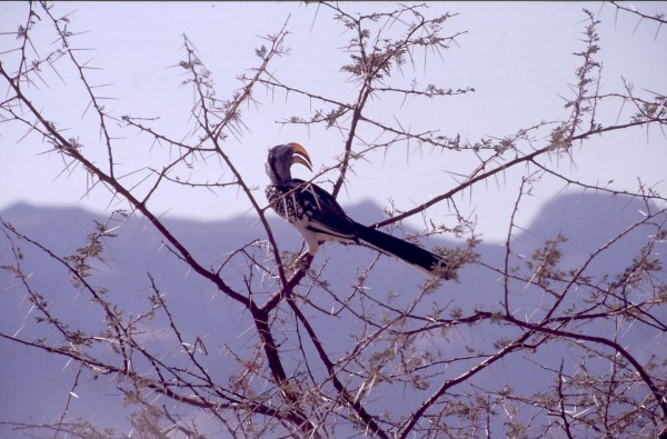 Der Toko in der Weißdorn-Akazie
